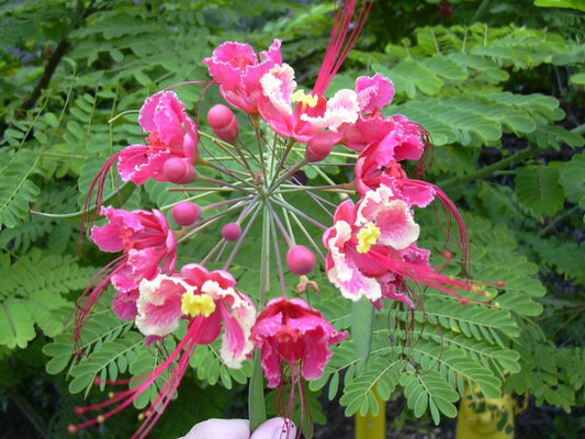 Caesalpinia Pulcherrima Pink Ornamental Shrub Tree Seeds