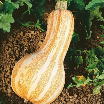 Orange Striped Cushaw Pumpkin Heirloom Vegetable Garden Seeds