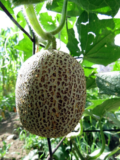 Brown Netted Cucumber – Heirloom Vegetable Garden Seeds