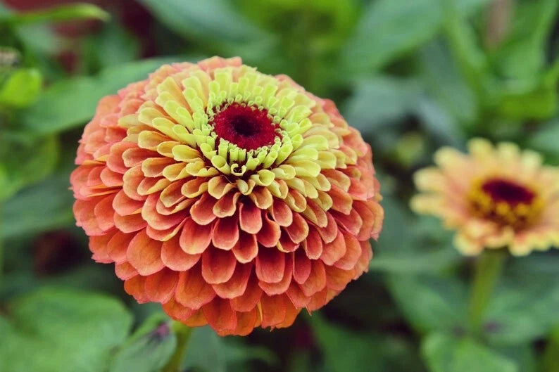 Queeny Mix Giant Zinnia – Colorful Perennial Flower Seeds