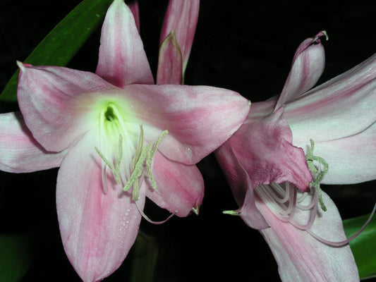 Crinum Lily Worsleyi Medium-Size Bulb New