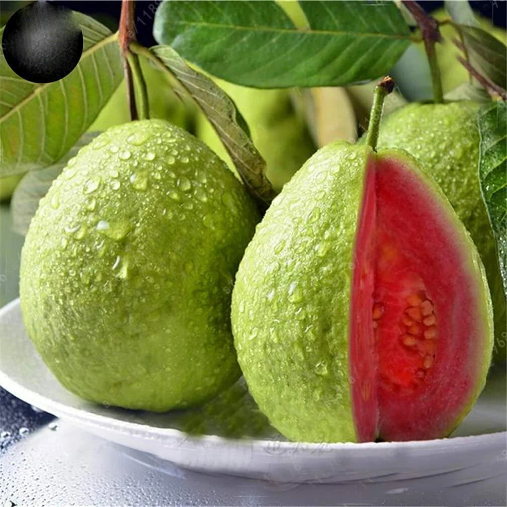 Guava Fruit Bonsai Tree – Hardy Fruit Tree Seeds