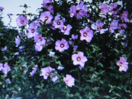Rose Of Sharon – Garden Flower Seeds for Planting