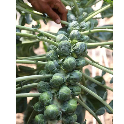 Brussels Sprouts – Hardy Vegetable Seeds