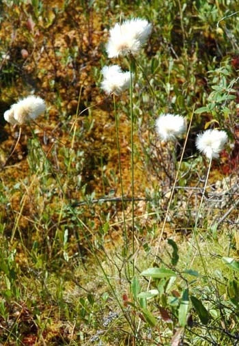 Tawny Cotton Grass Eriophorum Virginicum Ornamental Grass Seeds