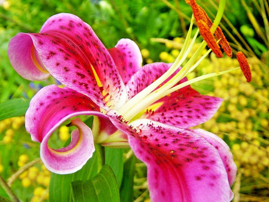 Stargazer Lily Lilium – Fragrant Perennial Flower Seeds