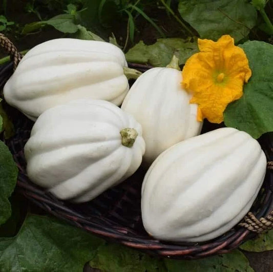 Mashed Potato Squash Seeds