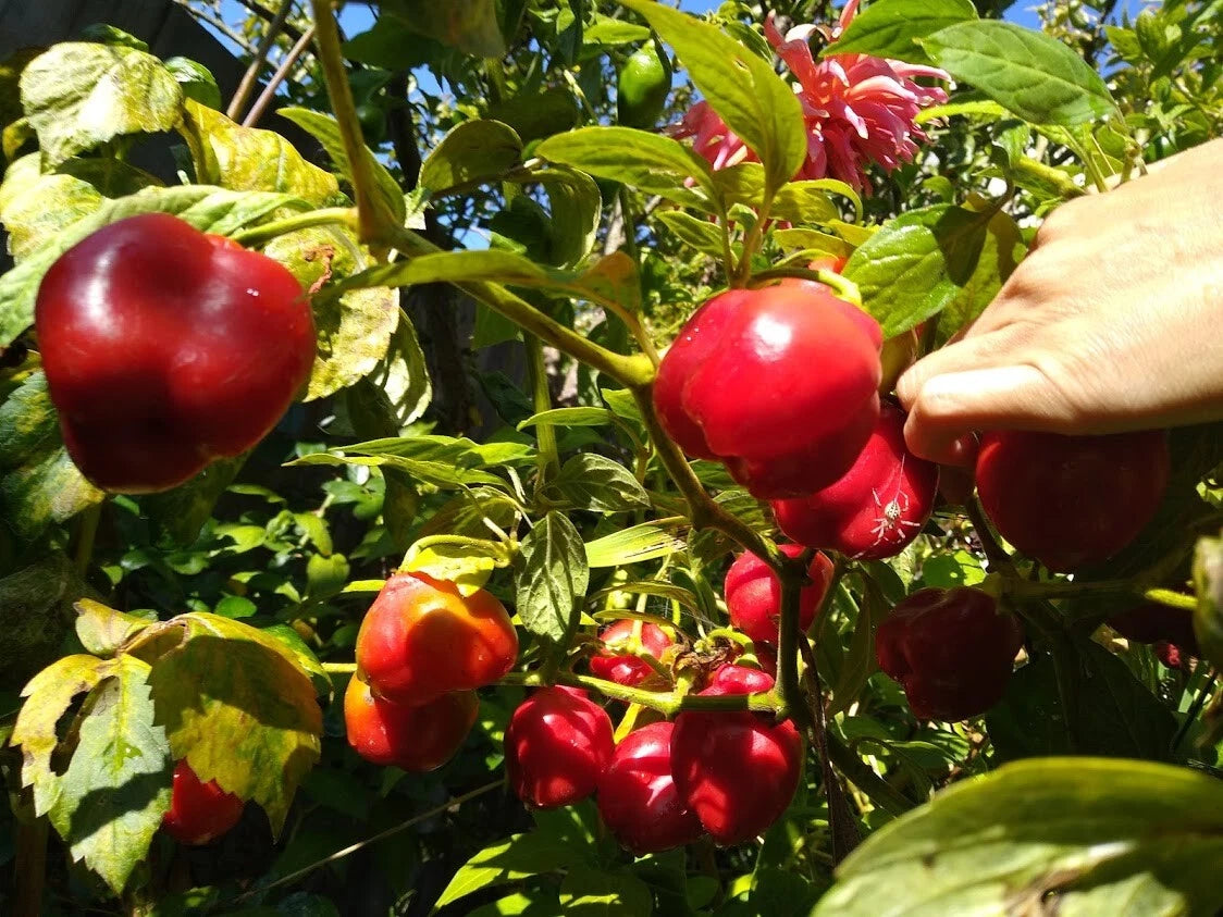 Red Manzano Pepper – Garden Vegetable Seeds