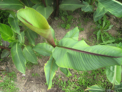Burmese Blue Banana Musa Itinerans – Cold Hardy Fruit Tree Seeds