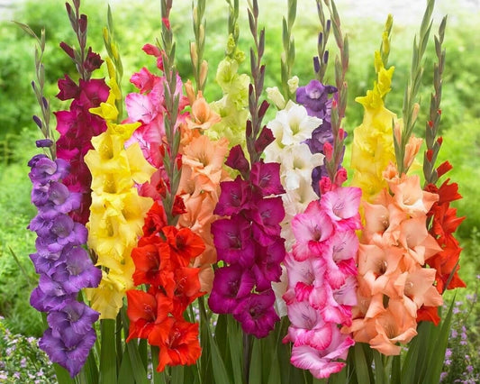 Gladiolus Bulbs, Mixed Colors - Sword Lily, Easy to Grow Perennial