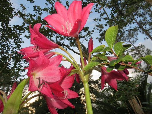 Crinum Lily Burgundy Medium-size Bulb - Flower Seeds