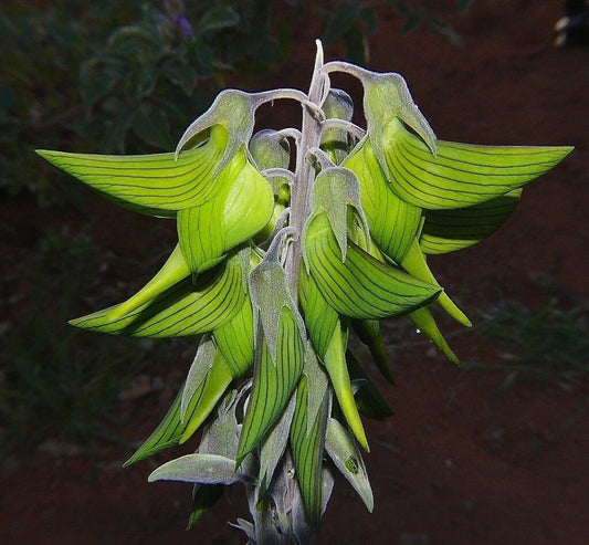 Regal Bird Flower Seeds - Hummingbird Attracting Flower Seeds
