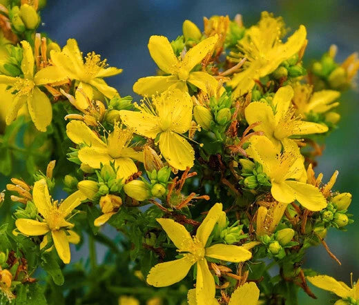St Johns Wort Hypericum Perforatum Flowering Herb Seeds