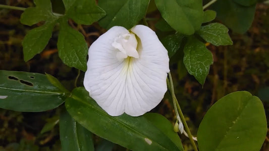 Clitoria Ternatea Alba – White Butterfly Pea Flower Seeds