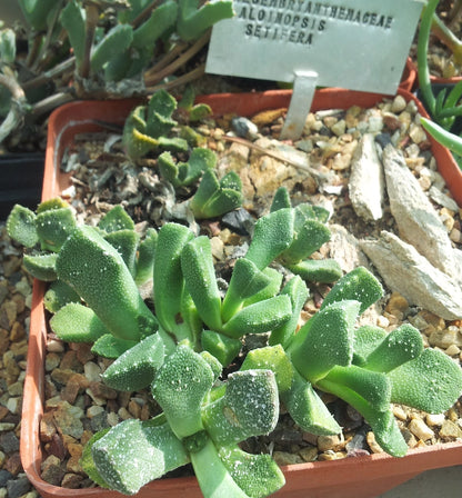 Aloinopsis Setifera – Succulent Flower Seeds