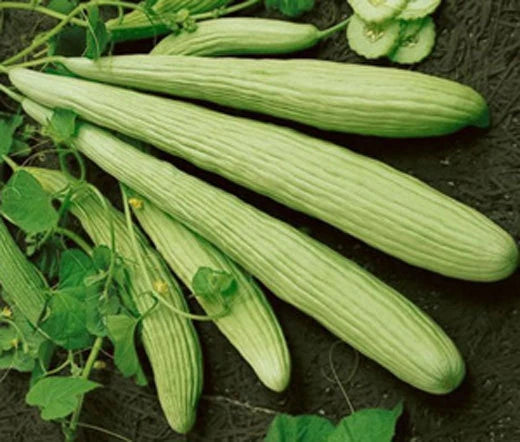Cucumber Cucumis Melo – Burpless Armenian Yard Long Vegetable Seeds
