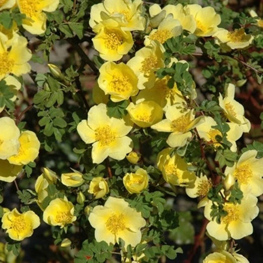 Rosa Xanthina Fragrant Wild Manchu Yellow Rose Shrub Cold Hardy – – Product Image