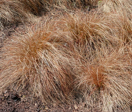 Sedge Weeping Brown Carex Flagellifera – Ornamental Grass Seeds