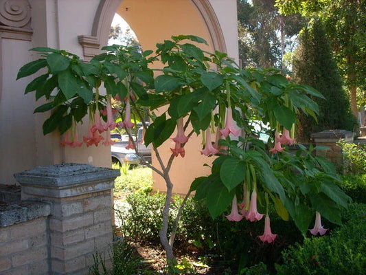 Brugmansia Ecuador Pink – Flower Seeds