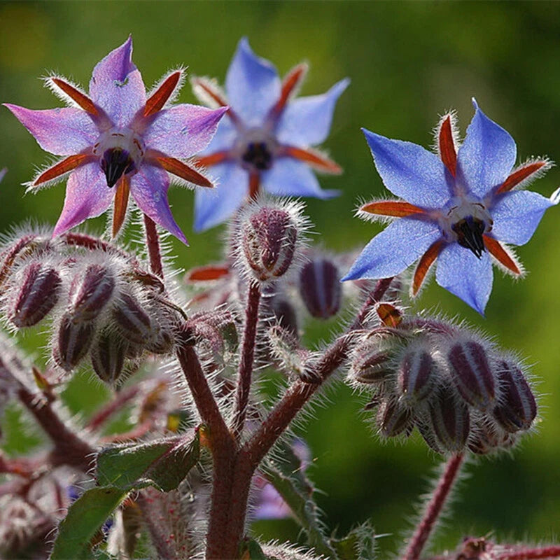 Borage – Blue Flower Herb Seeds for Garden