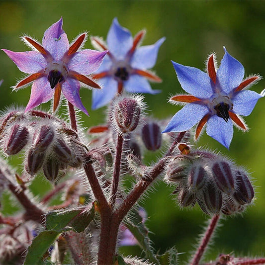 Borage – Blue Flower Herb Seeds for Garden