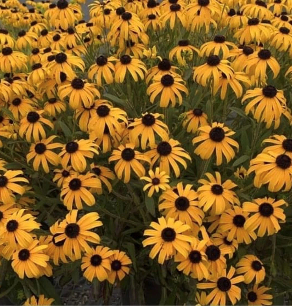 Black Eyed Susan Colorful Garden Flower Seeds