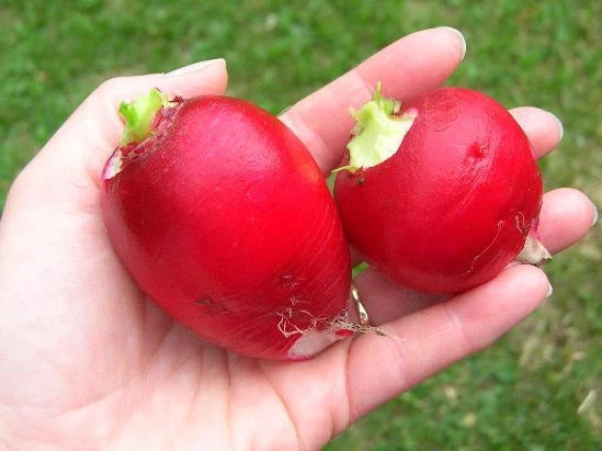 German Giant Radish – Garden Flower Seeds for Planting