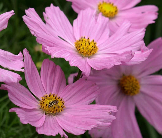 Cosmos Pinkie Cosmos Bipinnatus – Colorful Garden Flower Seeds