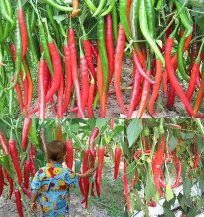 Chili Pepper Red Spicy Vegetable Seeds for Planting