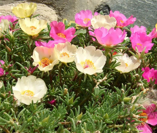 Moss Rose Mix Portulaca Grandiflora Colorful Perennial Flower Seeds