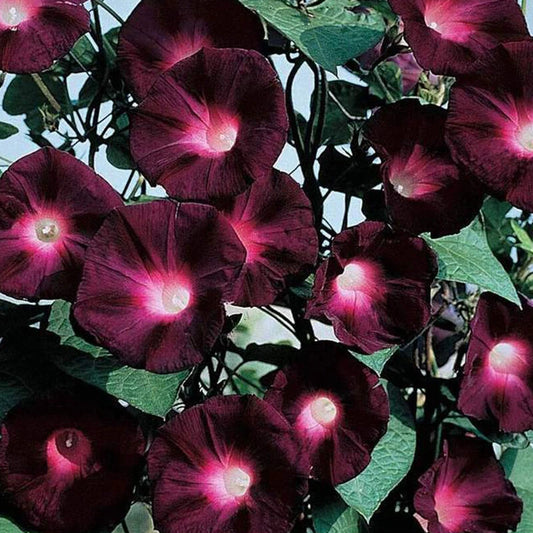 Morning Glory Seeds Kniolas Black Night Garden Plants - Garden Flower