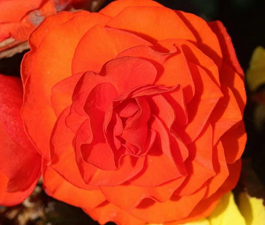 Begonia Tuberous Begonia Tuberosa – Double Orange Flower Seeds