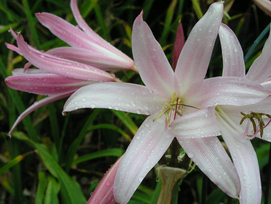 Crinum Lily Jubilee Large Blooming-size Bulb New Very Fragrant -