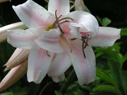 Crinum Lily Goweni Regina S Disco Lounge Large Blooming-size Bulb -
