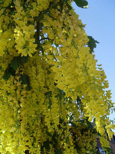 Laburnum Anagyroides Golden Chain Flowering Tree Seeds