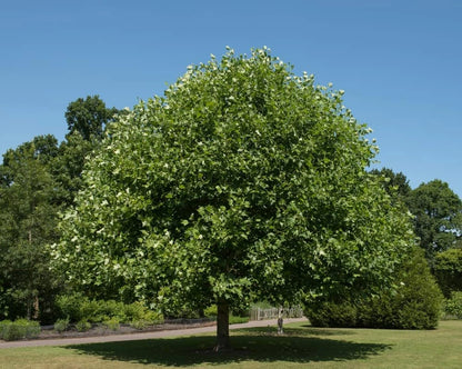Tulip Poplar Seeds for Planting Fast Growing Tree with Tulip Shaped Flowers Category eg, Flower Seeds