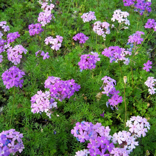 Moss Verbena – Colorful Wildflower Seeds