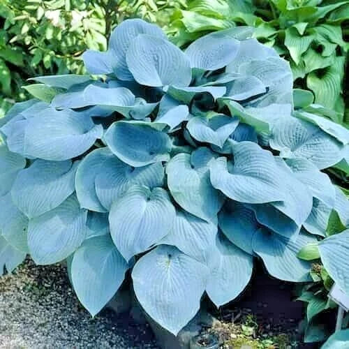 Hosta Sieboldiana Elegans – Hardy Blue Green Perennial Flower Seeds