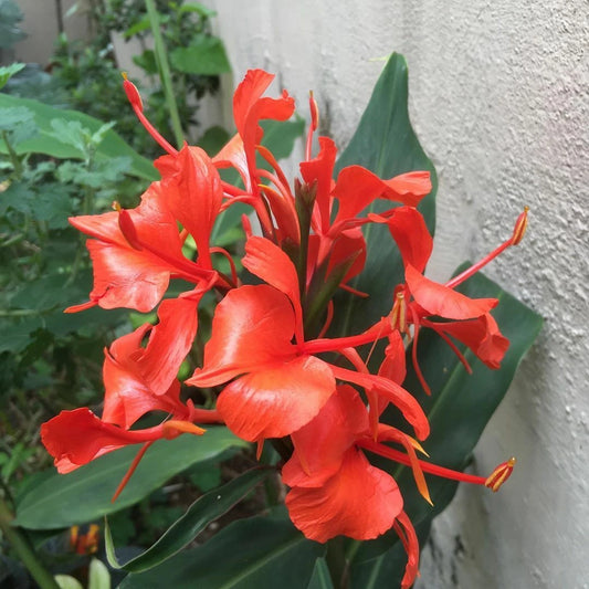 Hedychium Deceptum Rubrum – Red Ginger Lily Perennial Seeds
