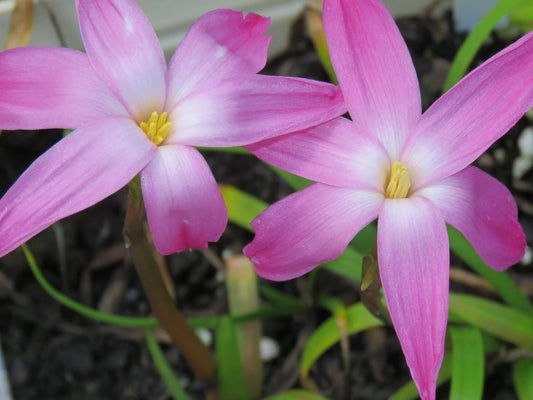 Rain Lily Zephyranthes Labufarosea Blush Flower Bulb Seeds