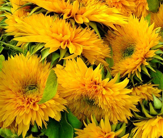 Sunflower Santa Fe Helianthus Annuus – Hardy Garden Flower Seeds