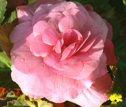 Begonia Begonia Tuberosa – Tuberous Double Salmon Pink Flower Seeds