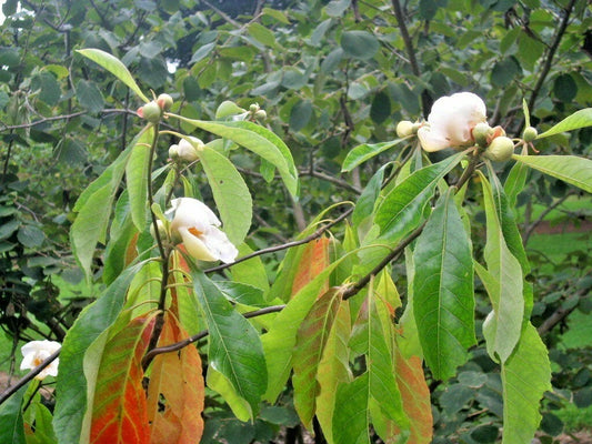 Franklin Tree Franklinia Alatamaha – Hardy Ornamental Tree Seeds