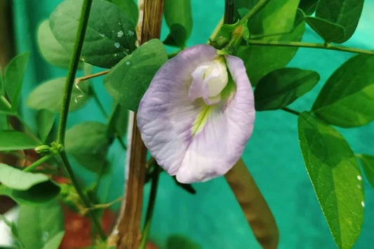 Pink Butterfly Pea Clitoria Ternatea – Climbing Garden Flower Seeds