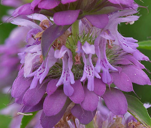 Lemon Mint Bee Balm Monarda Citriodora – Fragrant Herb Seeds
