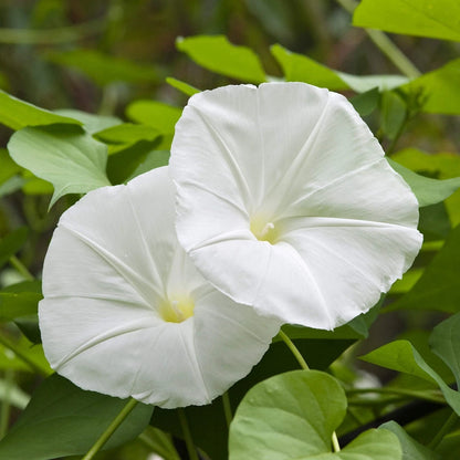 White Morning Glory – Climbing Garden Flower Seeds