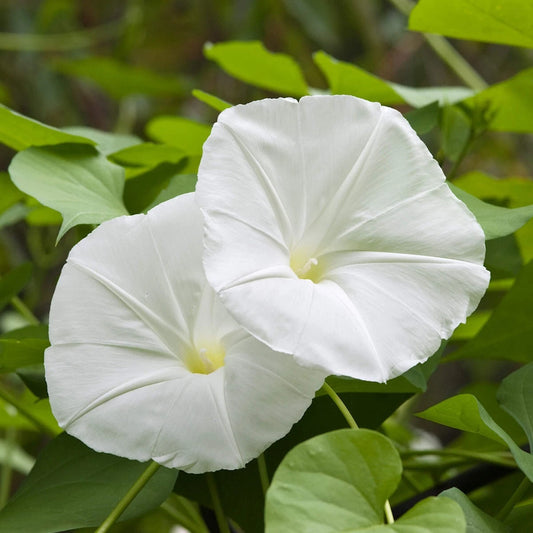 White Morning Glory – Climbing Garden Flower Seeds
