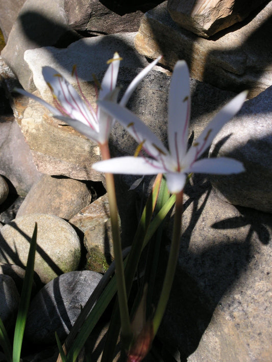 Crinum Lily Oliganthum West Indies Mini Large Blooming-size Bulb -
