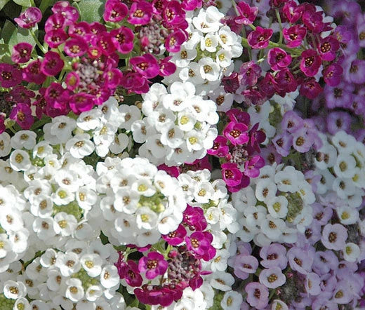 Alyssum Paletta Mix Lobularia Maritima – Fragrant Garden Flower Seeds