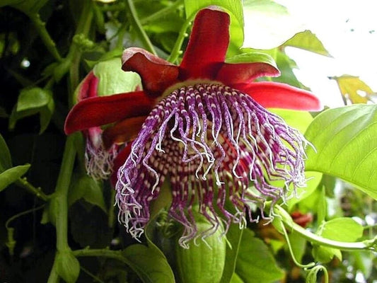 Passiflora Quadrangularis Seeds Giant Granadilla Flower Seeds for Home and Garden